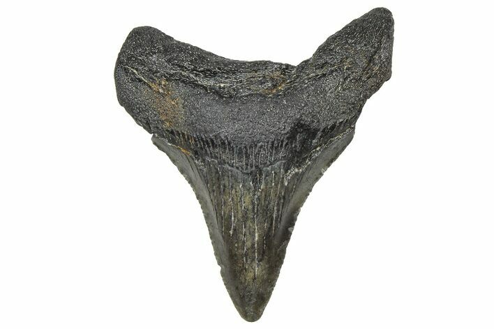 Serrated, Juvenile Megalodon Tooth - South Carolina #360943
